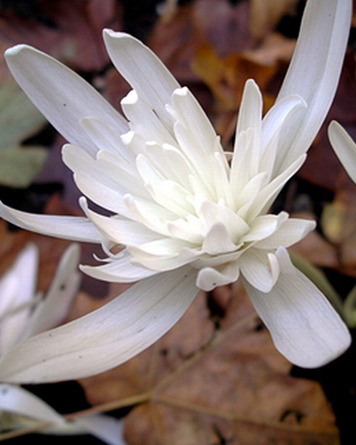 Colchicum autumnale alboplenum.jpg